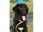 Adopt Miles a Labrador Retriever Black Labrador Retriever