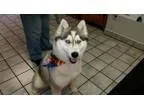 Adopt Angel a Husky Siberian Husky