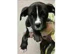 Adopt Groundhog a American Pit Bull Terrier  Mixed dog in Oaklan