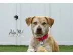 Adopt Clover a Husky Yellow Labrador Retriever