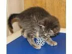 Adopt Taggart (baby boy) a Domestic Short Hair
