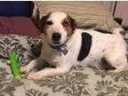 Adopt Toby in Texas or Oklahoma a Jack Russell Terrier Corgi