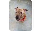 Adopt Mikey a BrownChocolate - with Tan American Pit Bull Terrie