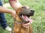 Adopt Marion a German Shepherd Dog