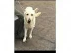 Adopt Ace a White German Shepherd German Shepherd Dog