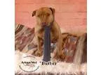 Adopt Dasher a Pit Bull Terrier
