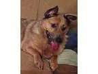 Adopt shay shay a Golden Retriever Shepherd