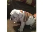 Puppies for sale
