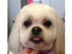 Adopt Bijou and Bonsi a Bichon Frise Shih Tzu