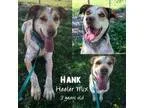 Adopt Hank a RedGoldenOrangeCh estnut - with White Australian Ca