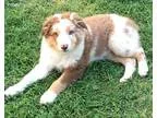 Adopt Jake and Jacob a Domestic Long Hair - gray and white Ragdo