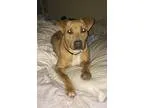 Adopt Esther a Pit Bull Terrier