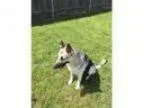 Adopt Jayden a German Shepherd Dog