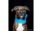 Adopt Oscar a Brindle Labrador Retriever  American Pit Bull Terr