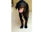 Adopt Pongo - in Maine a Border Collie