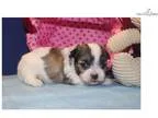 Pickles Beautiful Female CKC Malshi