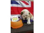 English bull dog puppy