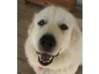 Adopt Sugar - Needs foster a Great Pyrenees