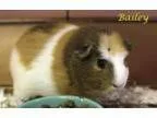 Adopt Bailey a Guinea Pig