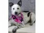 Adopt Cher a Cattle Dog