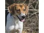 Adopt Olive a Beagle Jack Russell Terrier