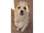 Adopt Orville a Terrier