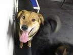 Adopt Sonny a Shepherd (Unknown Type)  Mixed dog in Indianapolis