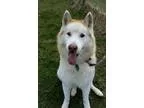 Adopt Ghost a Husky Siberian Husky
