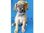 Adopt Parker (Oswego) a Australian Shepherd Labrador Retriever