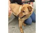 Adopt Odie a RedGoldenOrangeCh estnut Husky  German Shepherd Dog