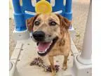 Adopt Copperpot a Catahoula Leopard Dog