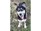 Adopt Denali a Husky