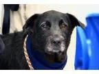 Adopt JACK a Irish Wolfhound