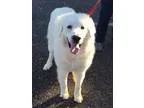 Adopt Vixen a Great Pyrenees