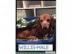 Adopt Mr. Willis (senior discount) a Dachshund