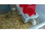 Adopt Gerbils (2) a Gerbil