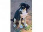 Adopt Coonhound Baby Boy a Coonhound
