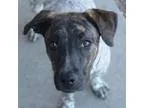 Adopt Belle a RedGoldenOrangeCh estnut Australian Cattle Dog  Mi