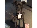 Adopt Harley a Black - with White Boxer  Miniature Pinscher  Mix