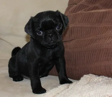 Teyetetye 10KS OLD Two Pug Pups Available For U