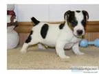 Outstanding cute jack russell puppies
