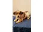 Adopt Lila a Australian Cattle Dog (Blue Heeler)