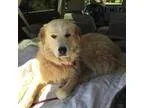 Adopt Parsley a Great Pyrenees