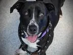 Adopt Abigail a Corgi