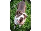 Adopt Patches a Australian Cattle Dog (Blue Heeler) Shar Pei
