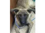 Adopt Godiva a Belgian Shepherd Dog Sheepdog