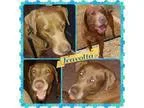 Adopt Travolta a Labrador Retriever Chocolate Labrador Retriever