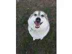 Adopt Dusty a Norwegian Elkhound