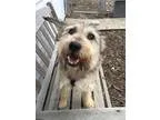 Adopt Benji a TanYellowFawn Terrier (Unknown Type Small)  Mixed 