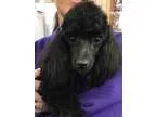 Adopt Brittany a Toy Poodle  Mixed dog in Colorado Springs CO (1